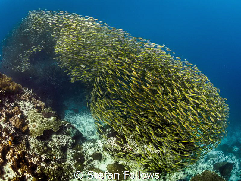 Slick

Oxeye Scad - Selar boops

Sail Rock, Thailand by Stefan Follows 