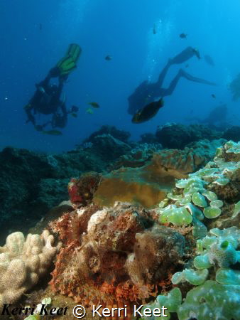 Scorpion fish hides while divers look for critters on the... by Kerri Keet 