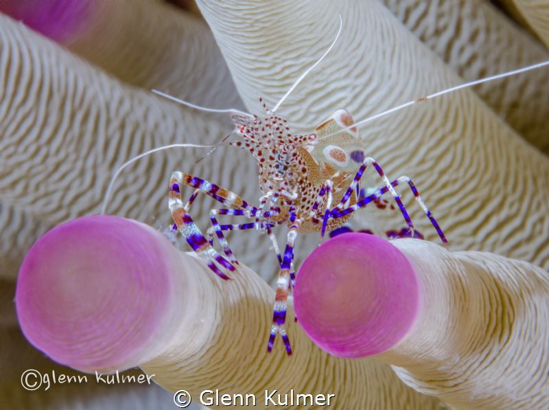 Spotted Anemone Cleaner Shrimp
Canon 7D - 100mm macro - ... by Glenn Kulmer 