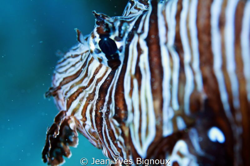 Pointe aux Piments,Mauritius 20m Scorpionfish
Jean-Yves ... by Jean-Yves Bignoux 