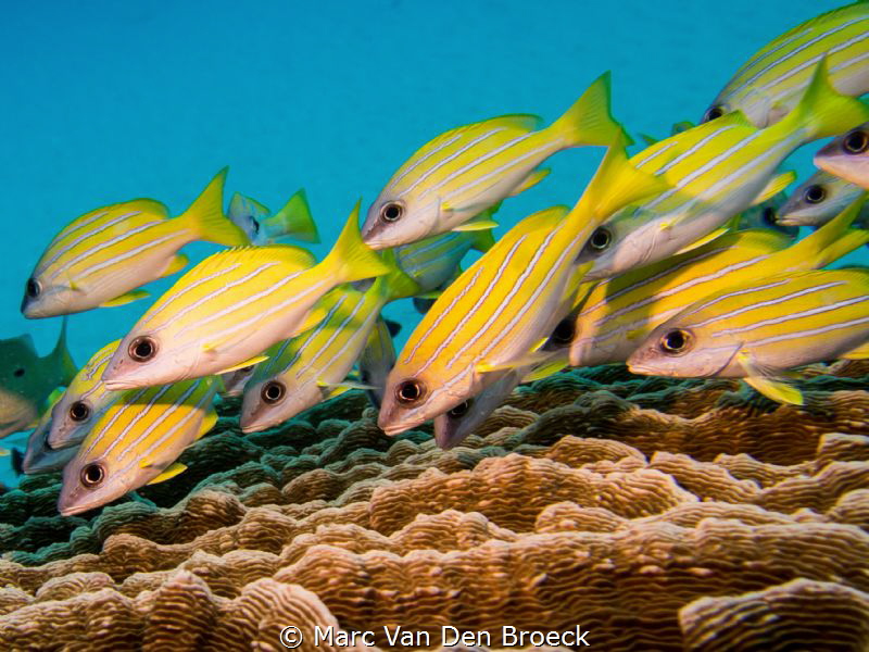 snapping by Marc Van Den Broeck 