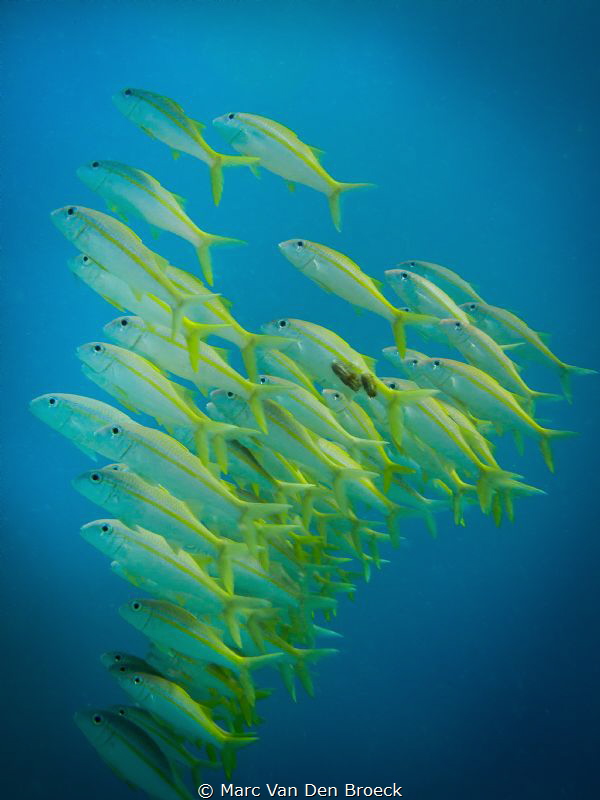 group snapping by Marc Van Den Broeck 