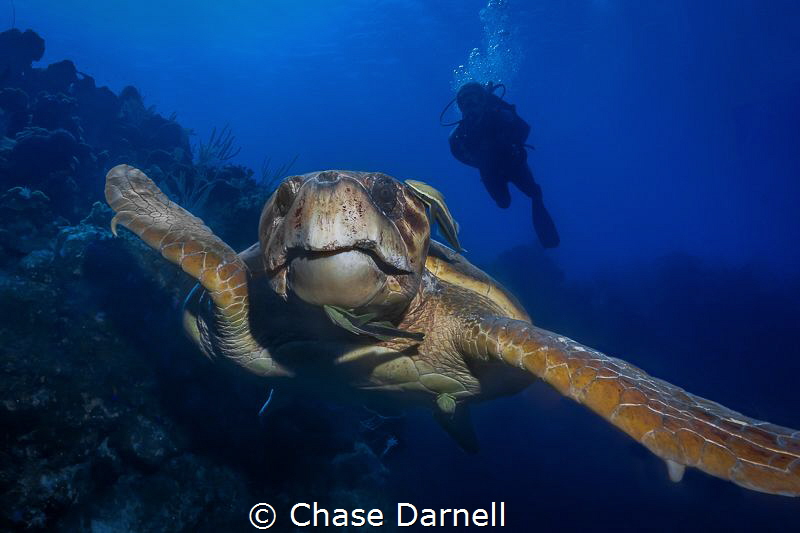 Face to Face
When you are the biggest creature cruising ... by Chase Darnell 