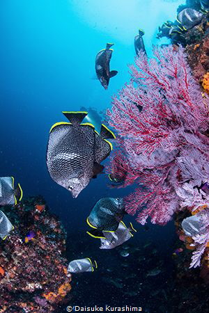 Wrought iron butterflyfish
Endemic species in Japan.
In... by Daisuke Kurashima 