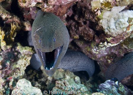 Murena by Helmy Hashim 