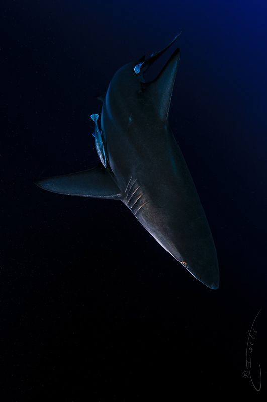 ~ Sleek Lines ~ by Geo Cloete 