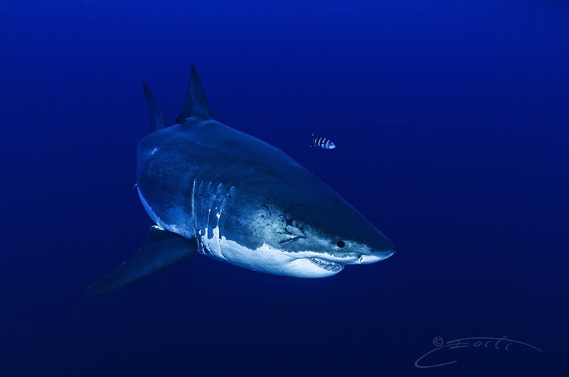 ~ David and Goliath ~ by Geo Cloete 