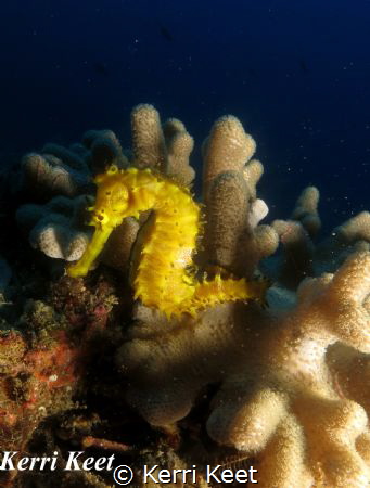 My first seahorse ever, such a special sighting! There we... by Kerri Keet 