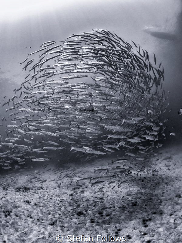 Homeward

Chevron Barracuda - Sphyraena qenie

Sail R... by Stefan Follows 