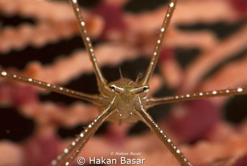 Chirostylus Sandyi, Spider Squat Lobster by Hakan Basar 