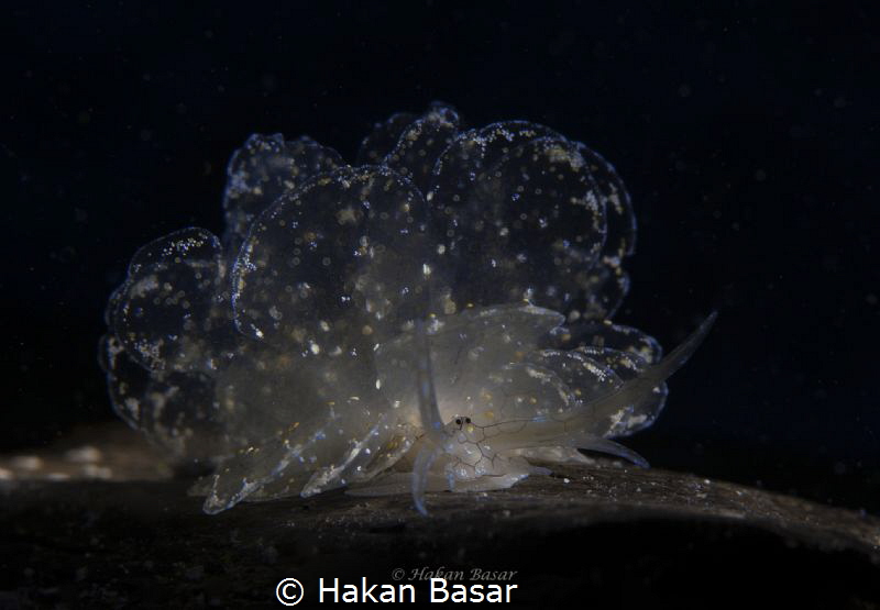 Cyerce Sp.  Butterfly Nudibranch by Hakan Basar 