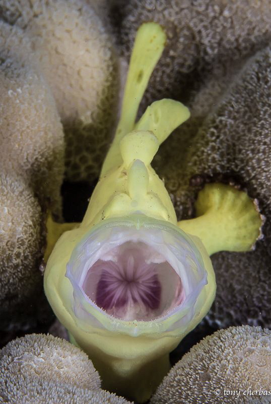 Burp! -Juvenile Painted Frogfish: Frogfish are capable of... by Tony Cherbas 