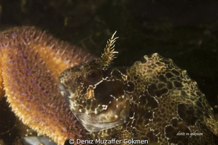 Dark Knight Blenny by Deniz Muzaffer Gökmen 