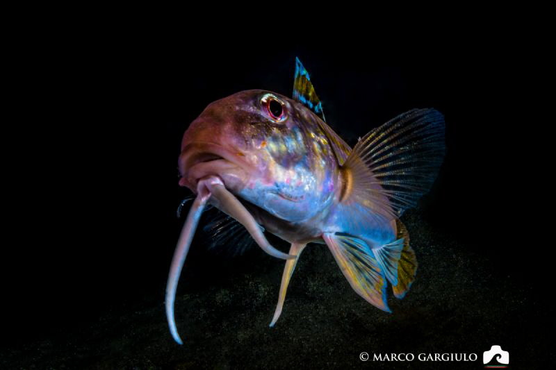 Mullus by night by Marco Gargiulo 