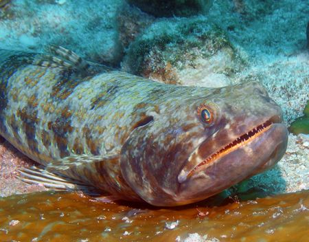 Lizard Fish resting on the bottom in Cozumel, March 2006 by Gary Schlei 