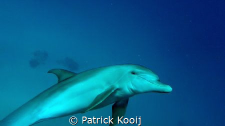 Dolphin spot Coraya bay Egypte by Patrick Kooij 