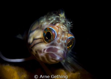~ Beautifully shy ~
Snoot, Canon 7DmkII, 60mm by Arne Gething 