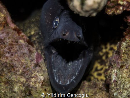 Moray by Yildirim Gencoglu 