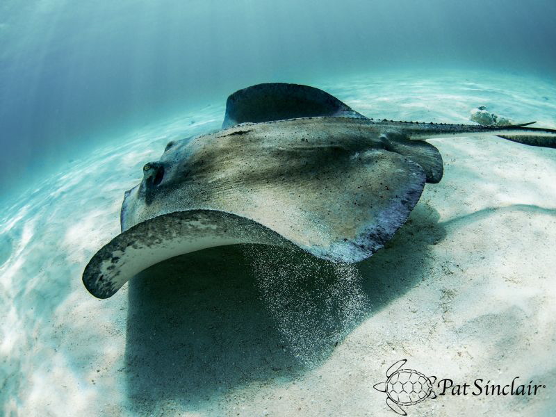 Stingray in flight by Patricia Sinclair 