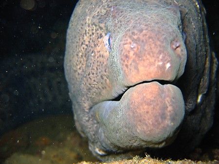 Moray close up at night. Canon A95, built in flash. by Adrian Newell 