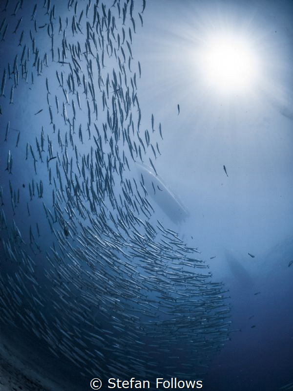 Up From The Skies

Chevron Barracuda - Sphyraena qenie
... by Stefan Follows 