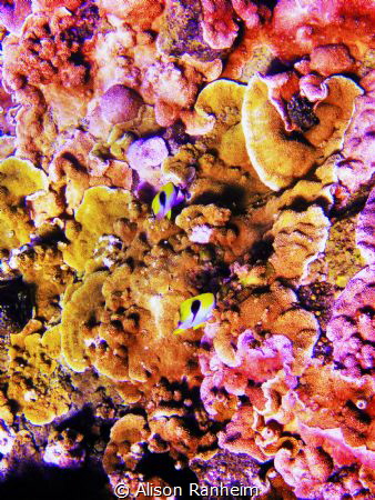 Kopoho Tide Pools by Alison Ranheim 