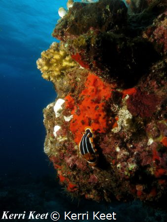 Chromodoris magnifica nudibranch by Kerri Keet 