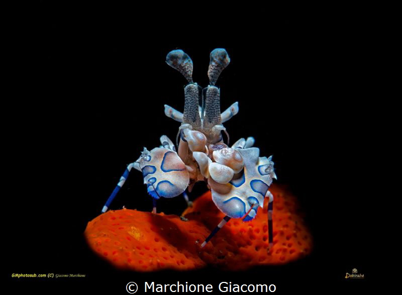 Arlequin shrimp. Nikon D800E , 105 macro , snoot RETRA
L... by Marchione Giacomo 