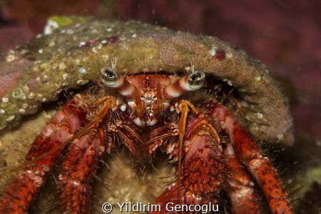 Hermit eyes & eyebrow by Yildirim Gencoglu 