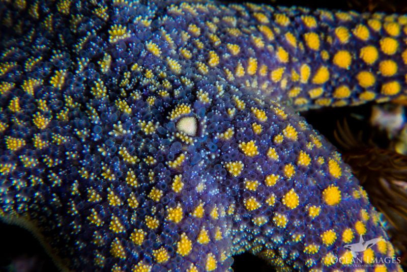 Superstar
A beautiful, unidentified star fish photograph... by Kate Jonker 