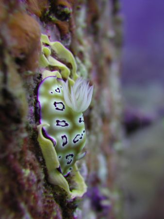 Taken at Tenggol Island, Malaysia. by Siew Ling Chang 