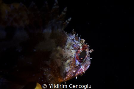 Brown rockfish by Yildirim Gencoglu 