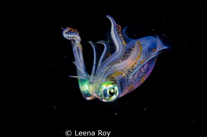 Squid by Leena Roy 