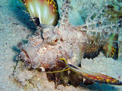 Whattchu lookin at ? Devilfish in Red Sea, Sharm.... Olym... by Alex Tattersall 