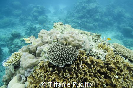 Snorkling over the Great Barrier Reef. Shot with Canon 60... by Tiffanie Pucillo 