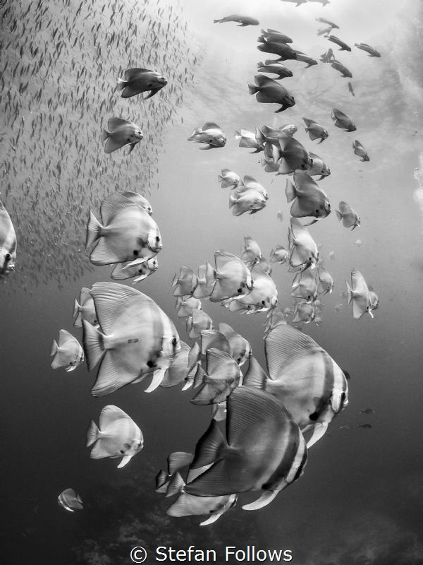 Tower of Power

Longfin Batfish - Platax teira

Sail ... by Stefan Follows 