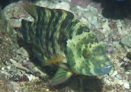 Female "Broomtail wrasse" taken at Shark Observatory, Ras... by Nikki Van Veelen 