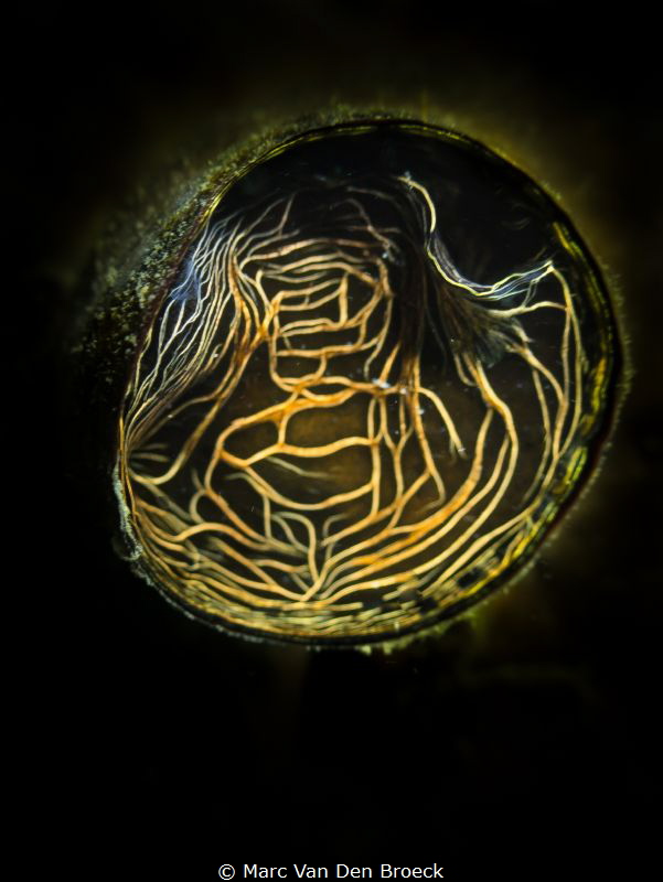 maze by Marc Van Den Broeck 