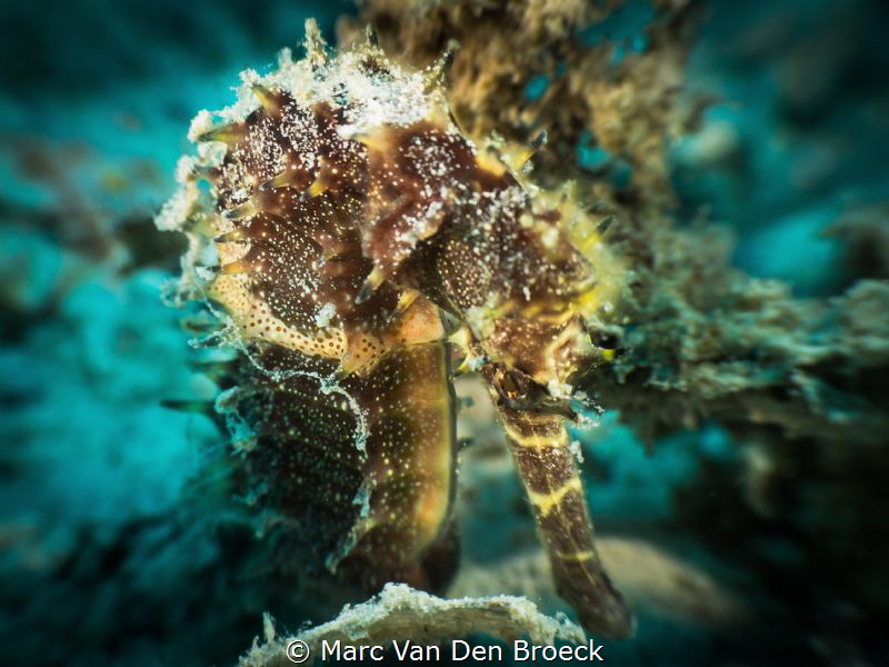 pembahorse by Marc Van Den Broeck 