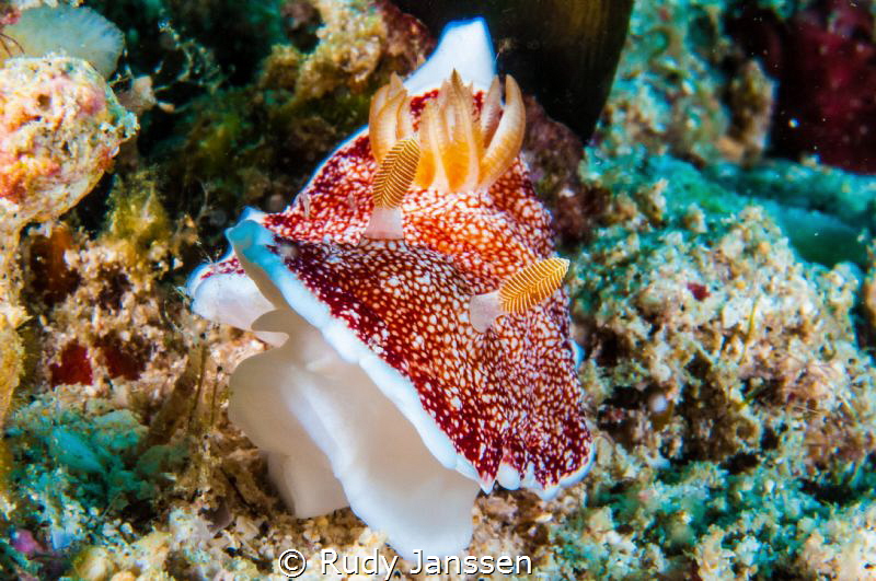 Nudibranch by Rudy Janssen 