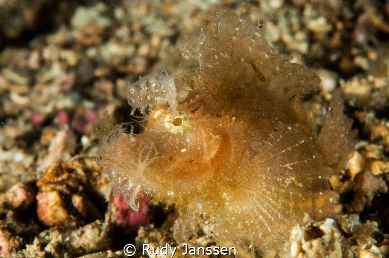 Juvnile Rinopia (2 cm) by Rudy Janssen 
