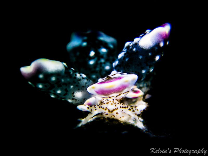 Cyerce bourbonica by Kelvin H.y. Tan 