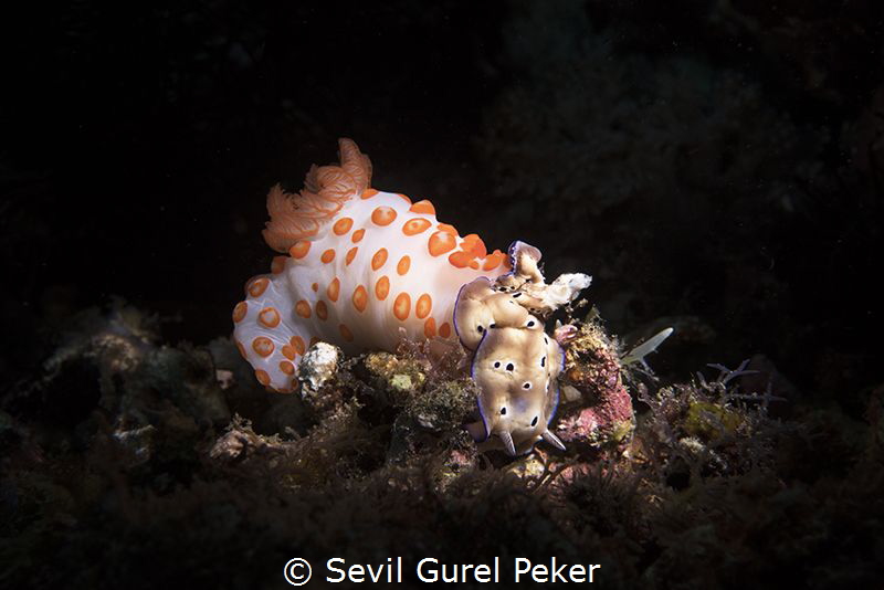 Nudi feeding on nudi... by Sevil Gurel Peker 