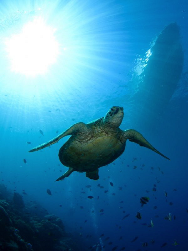 Turtle by Iyad Suleyman 