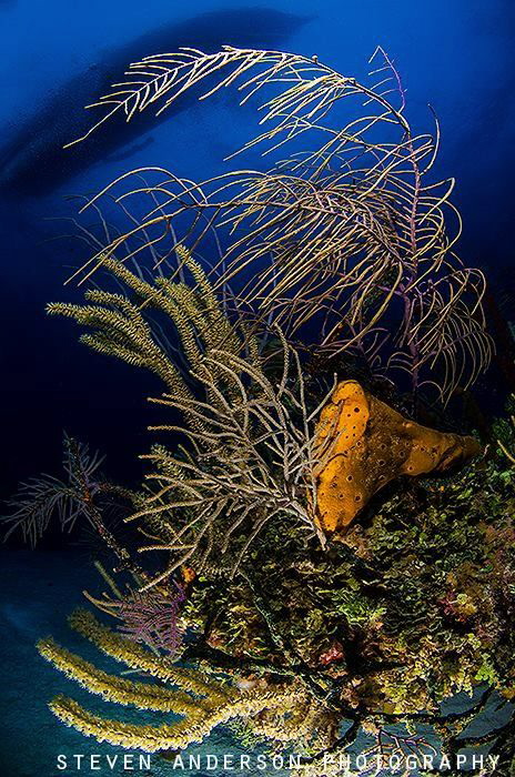 Healthy reefs and clear water of the Bahamas and at the s... by Steven Anderson 