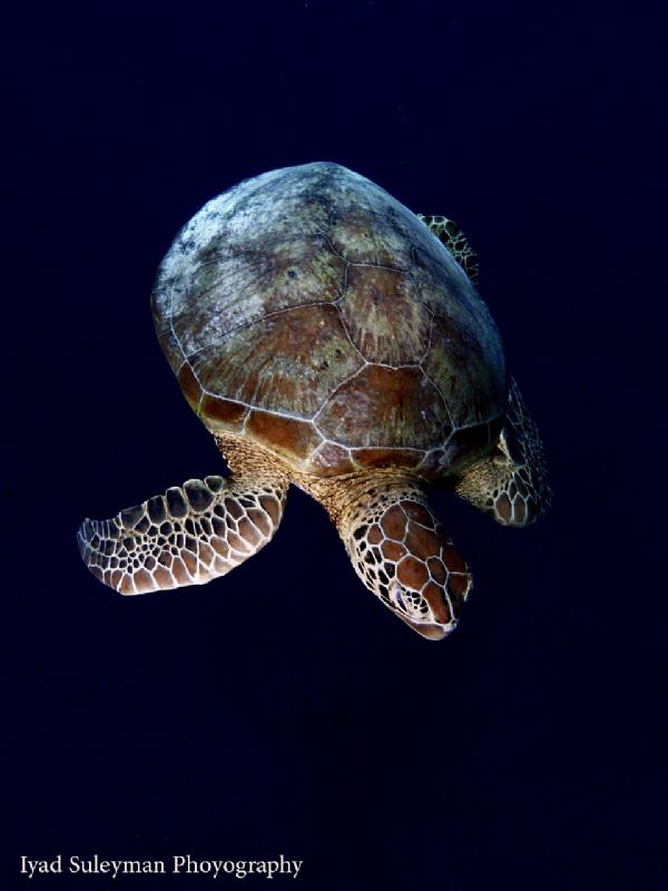 See Turtle by Iyad Suleyman 