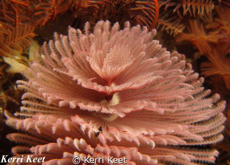 Macro shot of a fan worm, a unique kind of worm that live... by Kerri Keet 