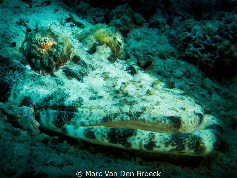 crocodile tears by Marc Van Den Broeck 