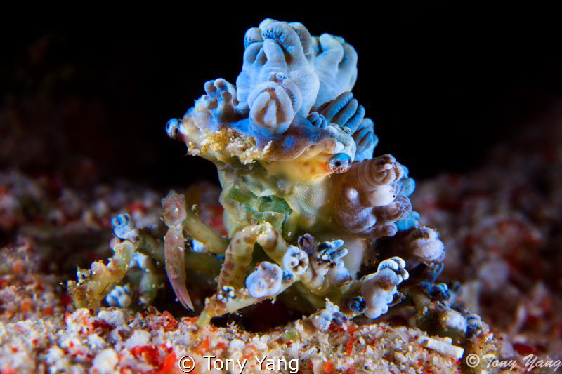 Decorator crab by Tony Yang 