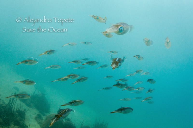 Squid Family, Veracruz México by Alejandro Topete 